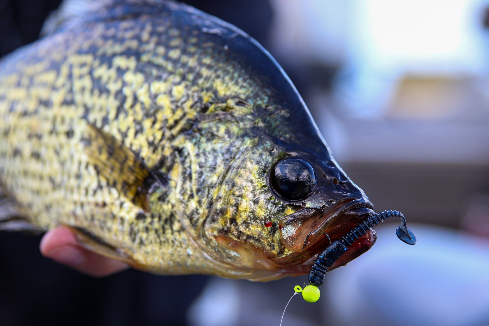 Springtime Crappie Fishing: The Essential Baits & Locations Eurotackle Springtime Crappie Fishing: The Essential Baits & Locations Eurotackle