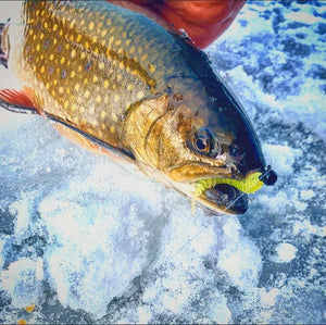 Icing Winter Trout