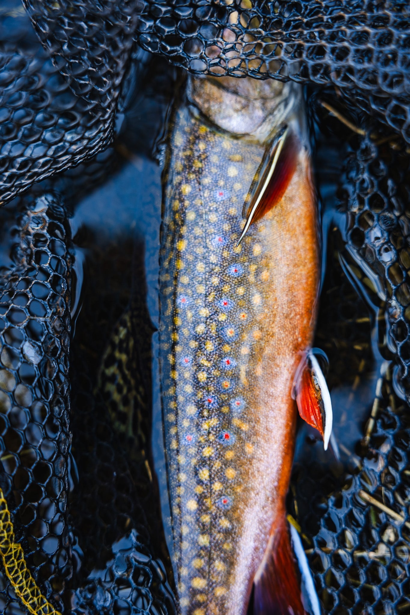 Trout Fishing Essentials