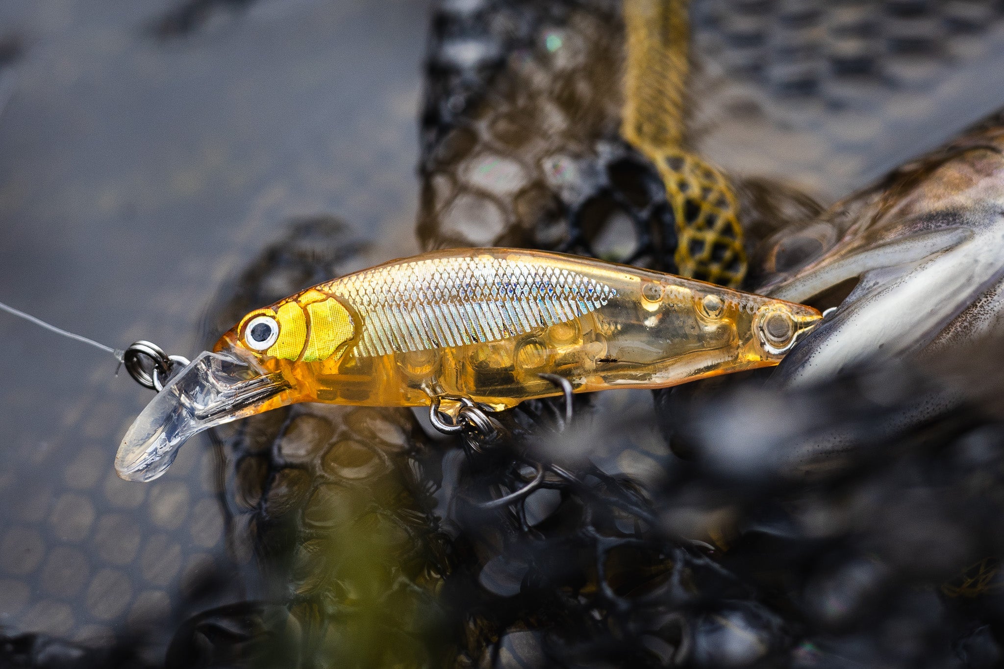 The Essentials for Trout Fishing