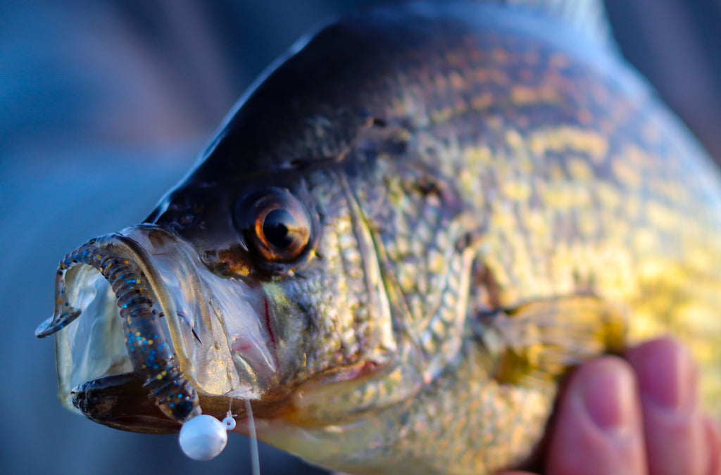 Springtime Crappies