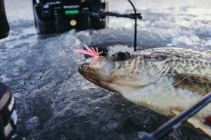 Basin Crappies