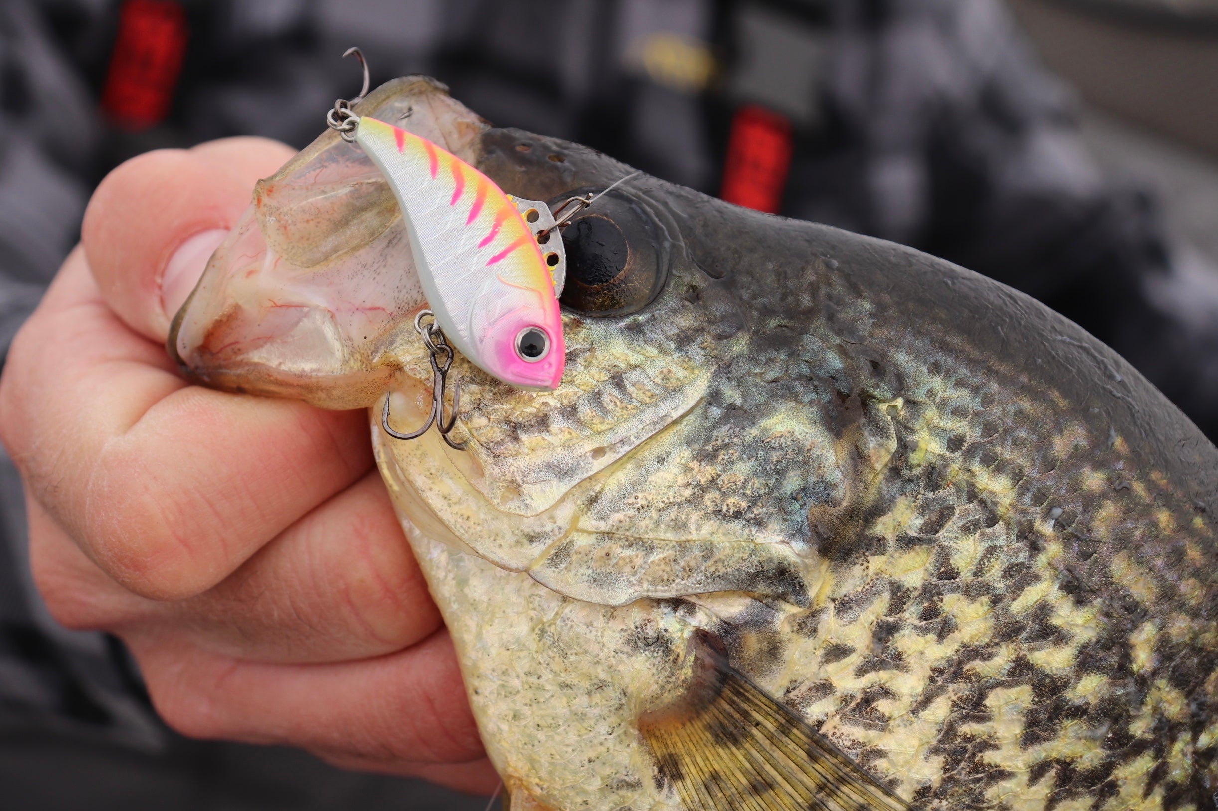 Fall Crappies