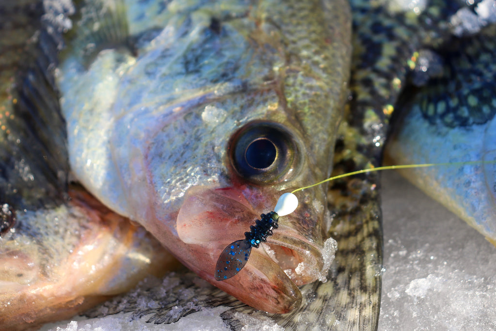 Basin Crappies: Tips and Tricks