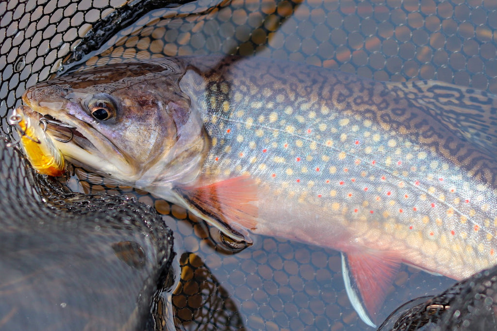 Early Season Trout
