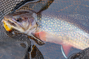 Early Season Trout