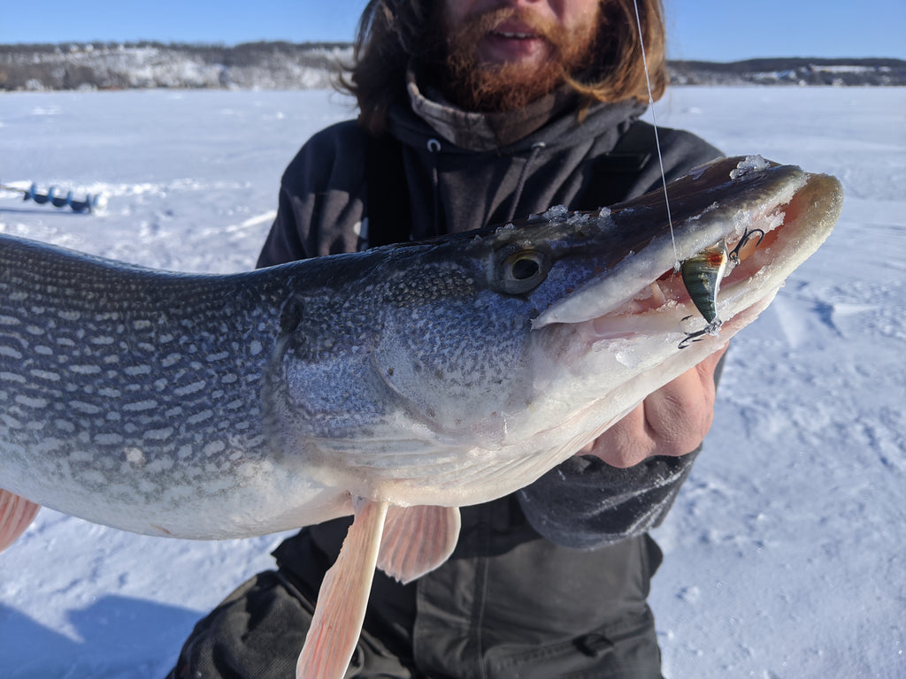 5 Best Baits for Ice Fishing Success 