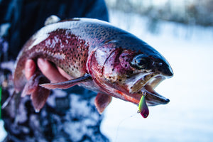 Ice Fishing Trout Mid Winter on Deep Water Structure 