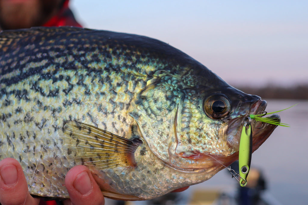 Fall Crappies – Eurotackle