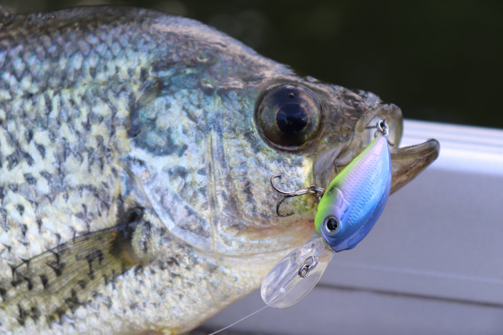 Best New Micro Crankbait?