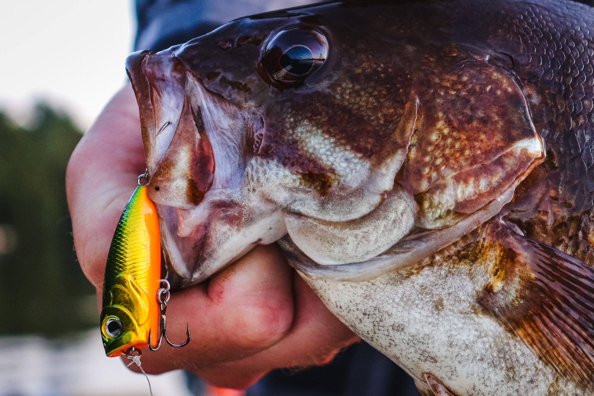 Summertime Bites: The Time for Topwater