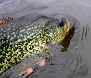 Summertime Slabs